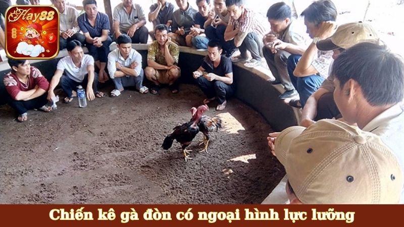 Chiến kê gà đòn có ngoại hình lực lưỡng