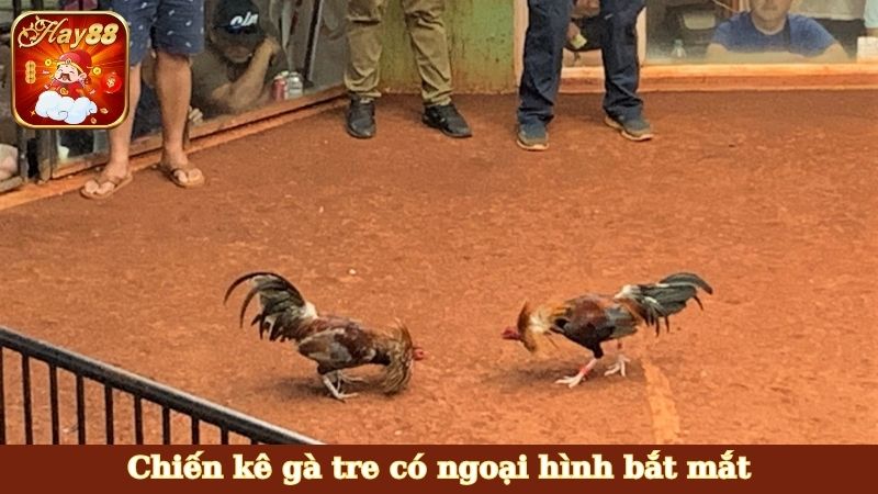 Chiến kê gà tre có ngoại hình bắt mắt