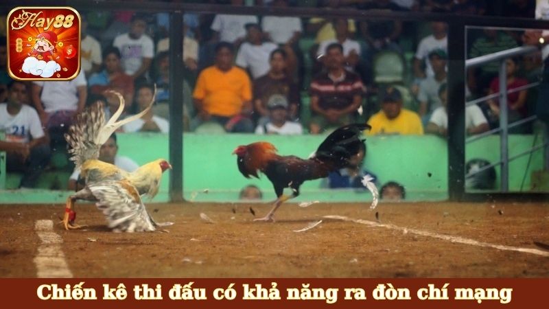 Chiến kê thi đấu có khả năng ra đòn chí mạng