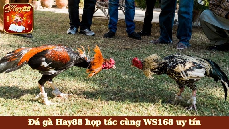 Đá gà Hay88 hợp tác cùng WS168 uy tín