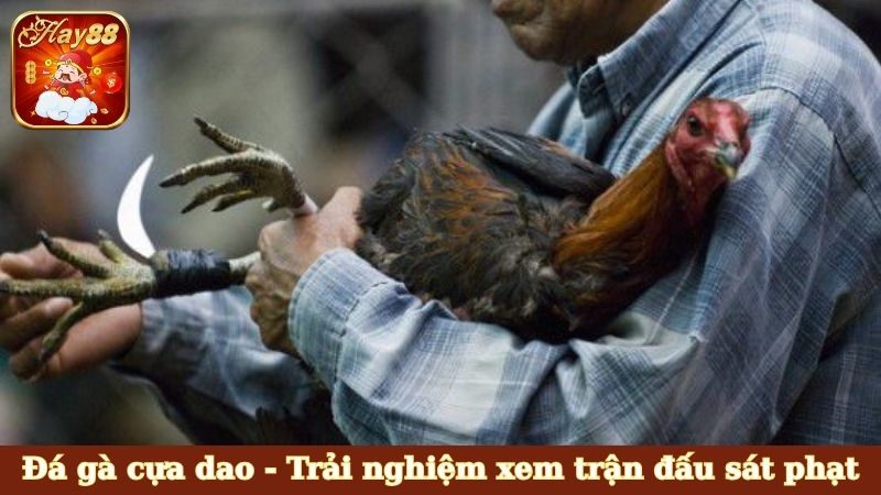 Đá gà cựa dao