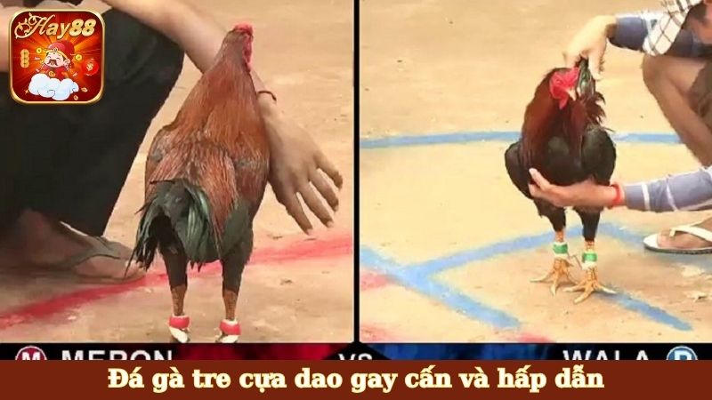 Đá gà tre cựa dao gay cấn và hấp dẫn
