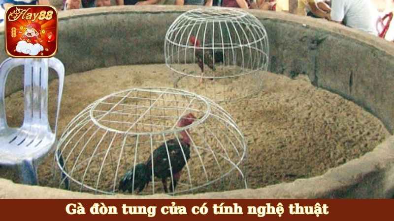 Gà đòn tung cửa có tính nghệ thuật