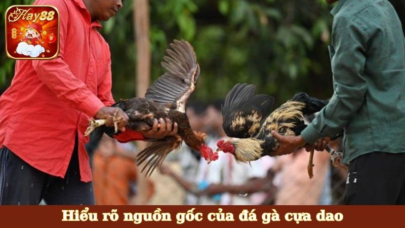 Hiểu rõ nguồn gốc của đá gà cựa dao