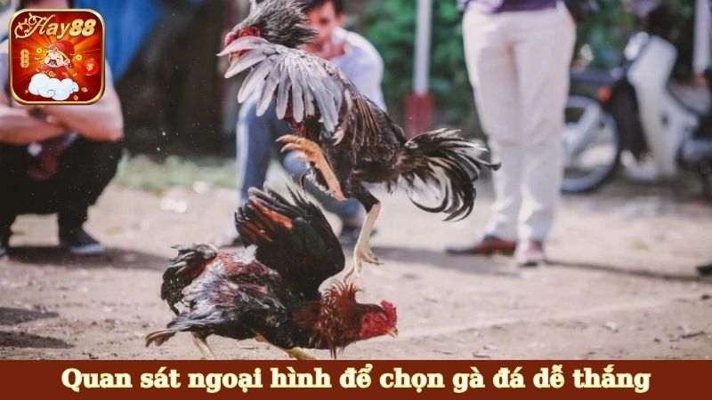 Quan sát ngoại hình để chọn gà đá dễ thắng
