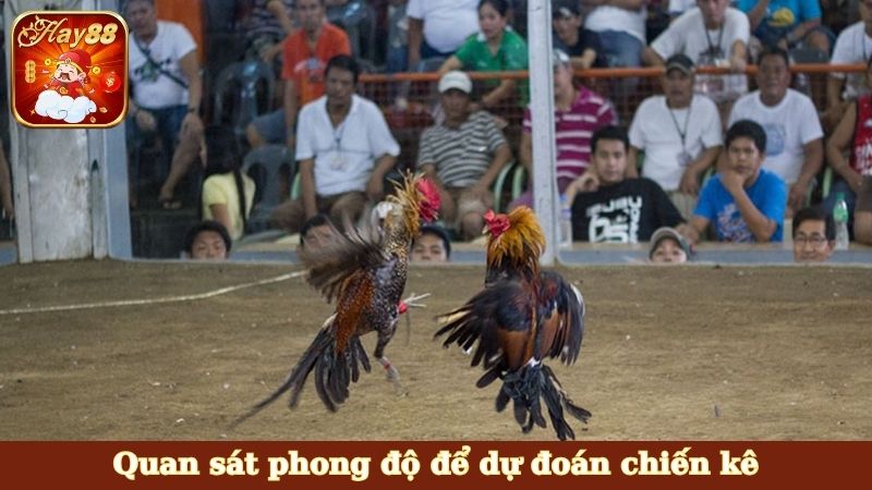 Quan sát phong độ để dự đoán chiến kê