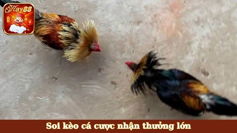 Soi kèo cá cược nhận thưởng lớn