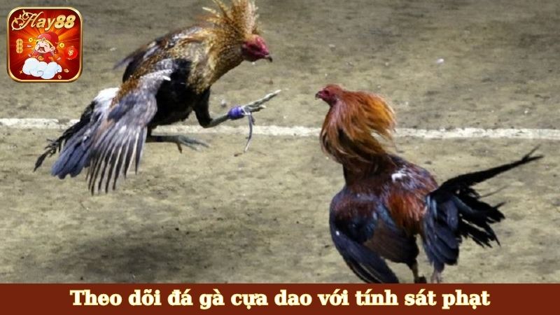 Theo dõi đá gà cựa dao với tính sát phạt